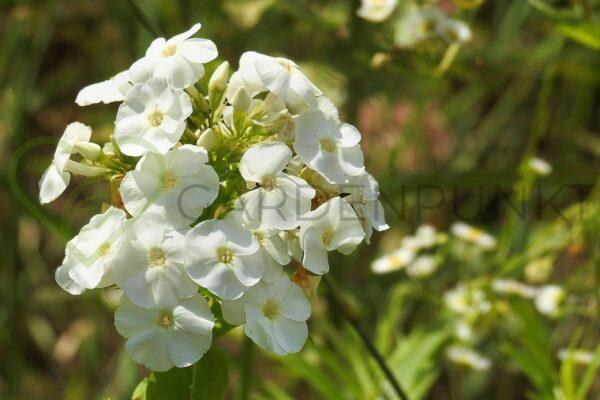 Floks wiechowaty Flame Pro White PBR - Phlox paniculata