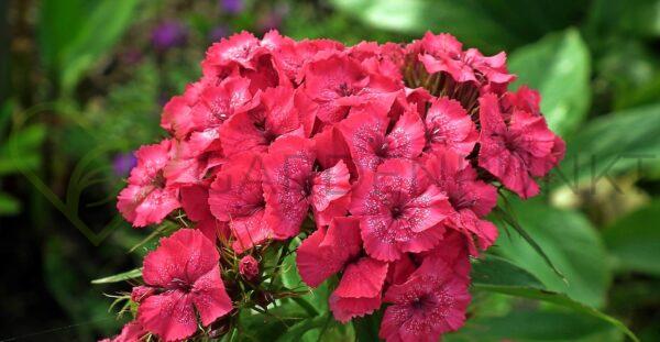 Floks wiechowaty Star Fire - Phlox paniculata