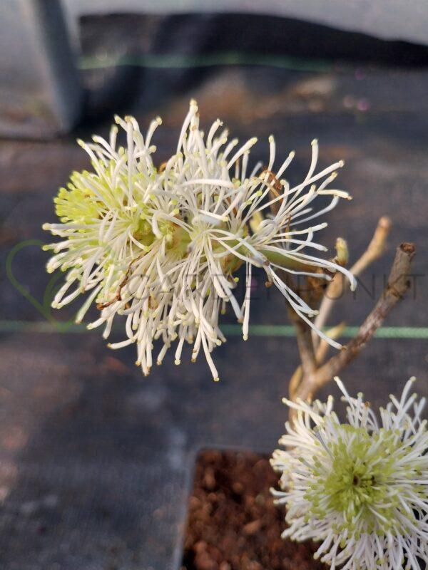 Fotergilla pośrednia Blue Shadow - Fothergilla x intermedia