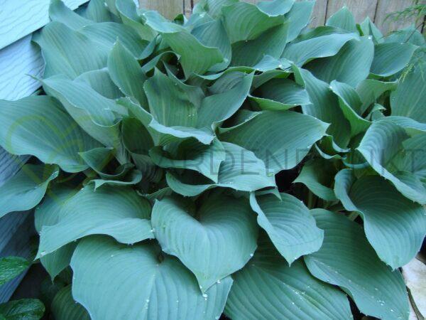 Funkia Big Daddy - Hosta hybrid