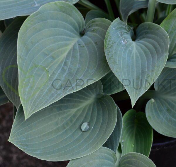 Funkia Blue Mouse Ears - Hosta hybrid