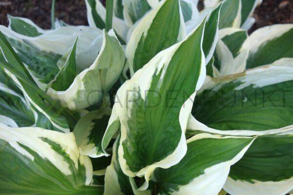 Funkia Fire&Ice - Hosta hybrid