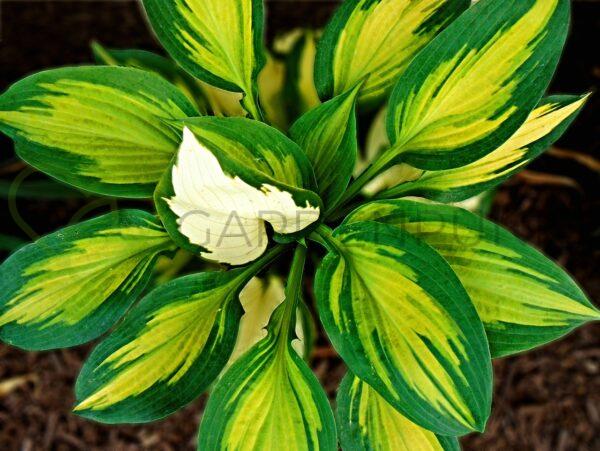 Funkia Great Expectations - Hosta hybrid