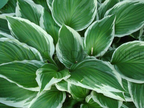 Funkia Patriot - Hosta hybrid