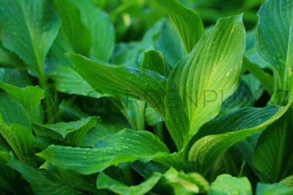 Funkia Praying Hands - Hosta hybrid