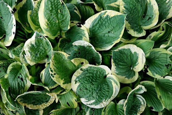 Funkia Raspberry Sundae PBR - Hosta hybrid