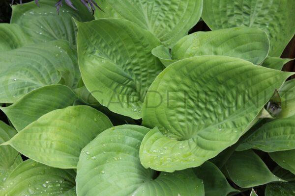 Funkia Sun Mouse PBR - Hosta hybrid