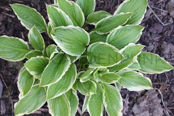 Funkia Wide Brim - Hosta hybrid