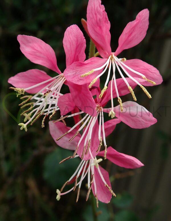 Gaura Lindheimera Graceful Blush PBR - Gaura lindheimeri