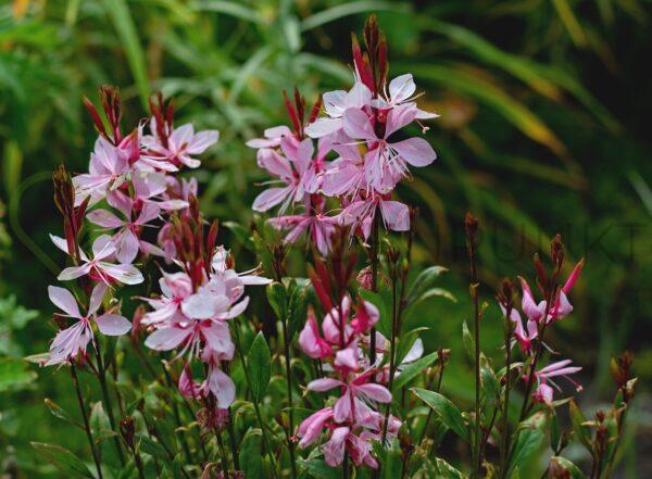 Gaura Lindheimera Rosy Jane PBR - Gaura lindheimeri