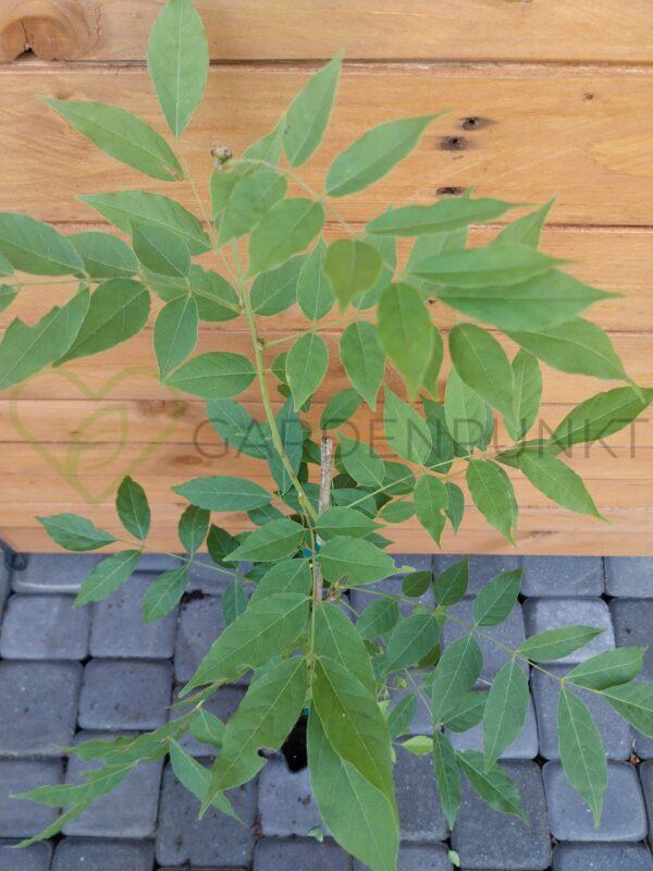 Glicynia chińska - Wisteria sinensis - obrazek 3