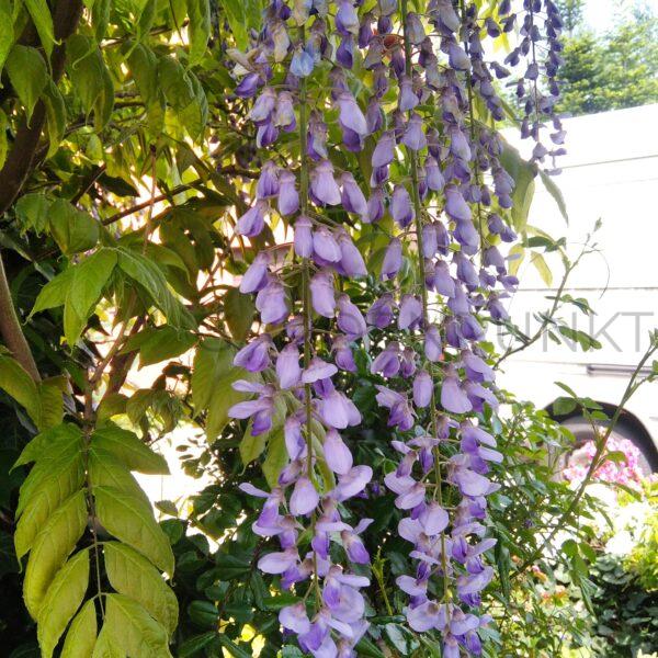 Glicynia chińska - Wisteria sinensis