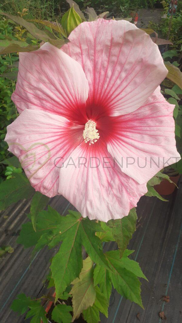 Hibiskus bagienny, bylinowy „Carousel Jolly Heart” - Hibiscus moscheutos