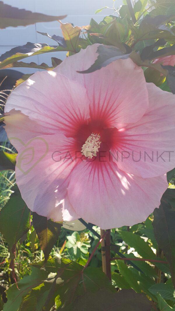 Hibiskus bagienny, bylinowy „Carousel Pink Candy” - Hibiscus moscheutos