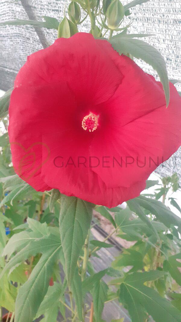 Hibiskus bagienny, bylinowy „Carousel Red Wine” - Hibiscus moscheutos