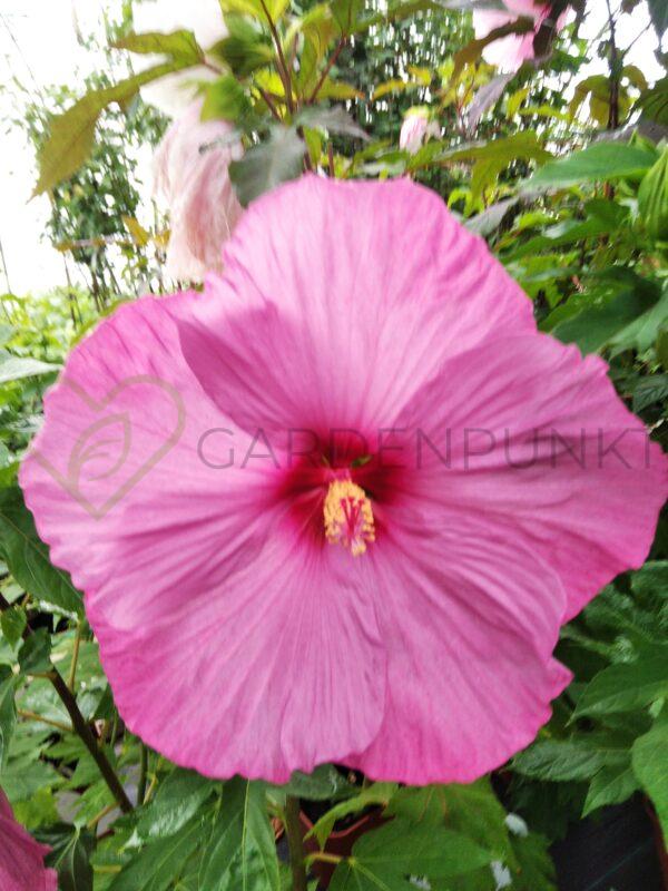 Hibiskus bagienny, bylinowy „Fantasia” - Hibiscus moscheutos
