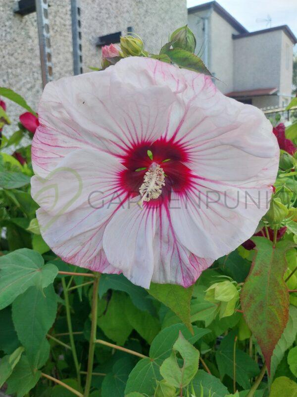 Hibiskus bagienny, bylinowy „Kopper King” - Hibiscus moscheutos