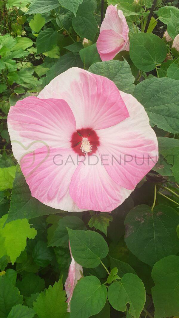 Hibiskus bagienny, bylinowy „Luna Pink Swirl” - Hibiscus moscheutos