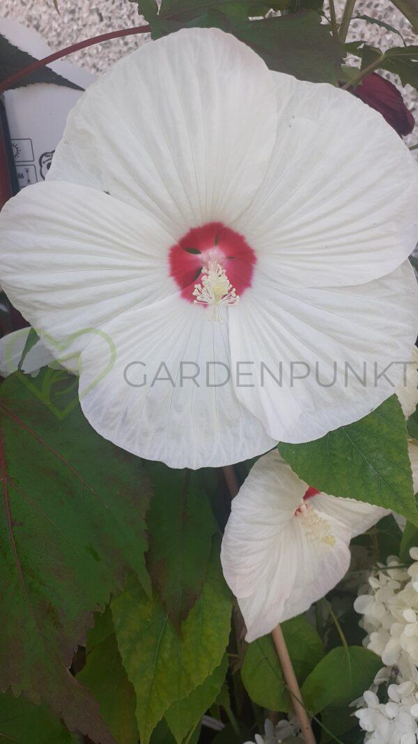 Hibiskus bagienny, bylinowy „Luna White” - Hibiscus moscheutos - obrazek 2