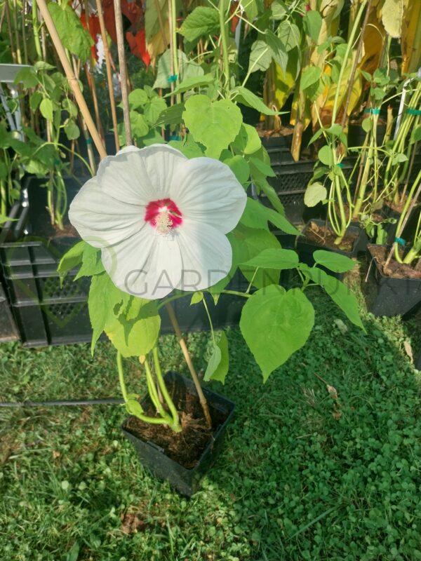 Hibiskus bagienny, bylinowy „Luna White” - Hibiscus moscheutos - obrazek 3