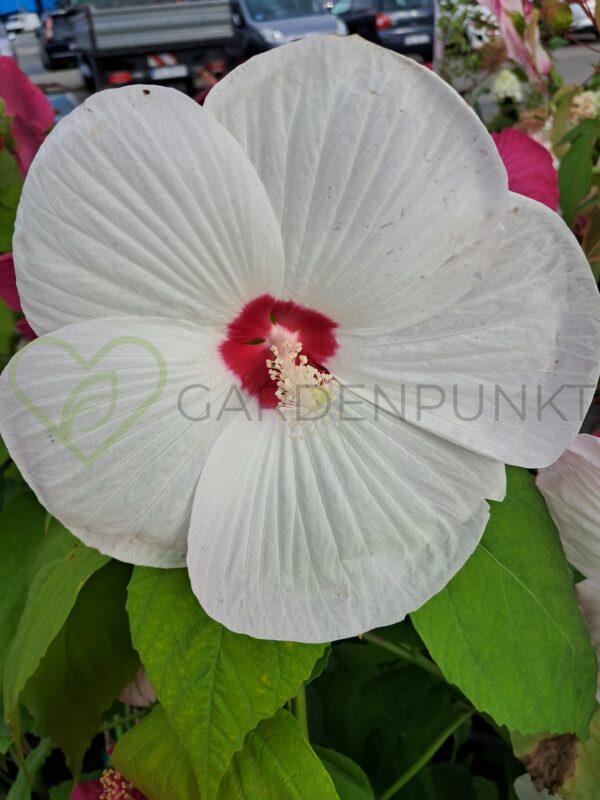 Hibiskus bagienny, bylinowy „Old Yella” - Hibiscus moscheutos