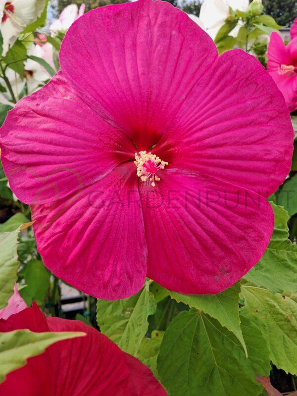 Hibiskus bagienny, bylinowy Summerific „Candy Crush” - Hibiscus moscheutos