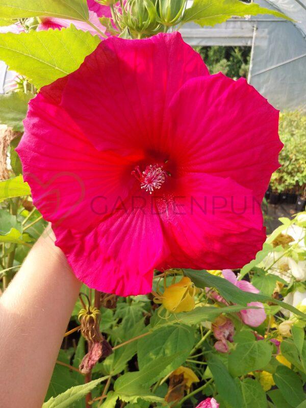 Hibiskus bagienny, bylinowy „Robert Fleming” - Hibiscus moscheutos