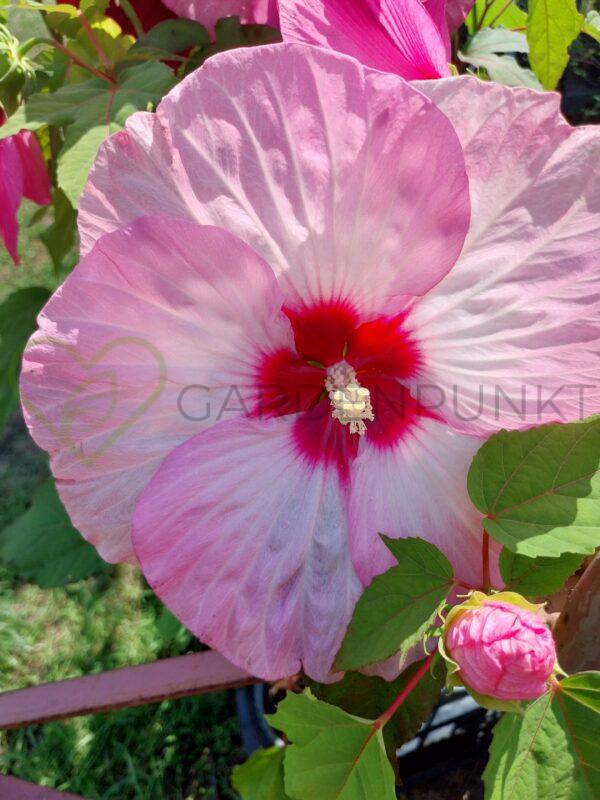 Hibiskus bagienny, bylinowy Summerific „All Eyes on Me” - Hibiscus moscheutos