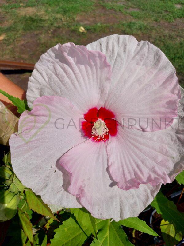 Hibiskus bagienny, bylinowy Summerific „Ballet Slippers” - Hibiscus moscheutos