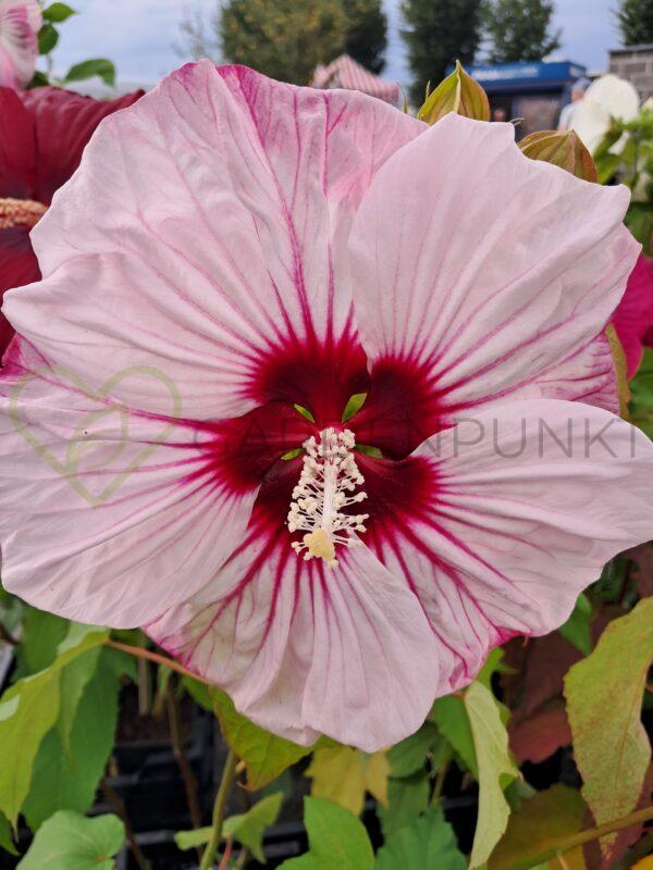 Hibiskus bagienny, bylinowy Summerific „Cherry Choco Latte” - Hibiscus moscheutos