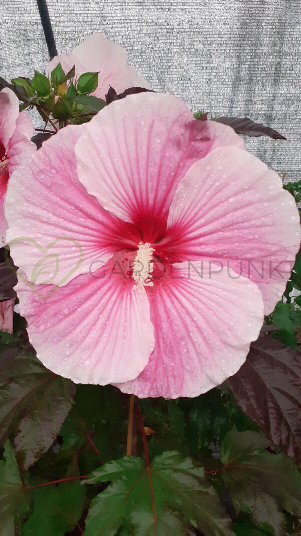 Hibiskus bagienny, bylinowy Summerific „Edge of Night” - Hibiscus moscheutos