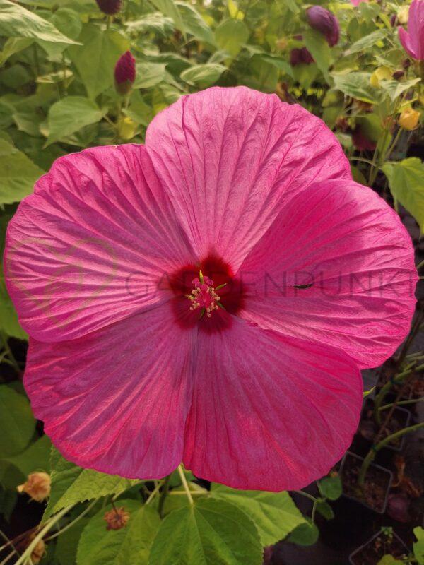 Hibiskus bagienny, bylinowy Summerific „Evening Rose” - Hibiscus moscheutos