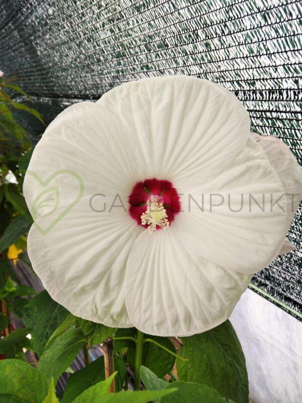 Hibiskus bagienny, bylinowy Summerific „French Vanilla” - Hibiscus moscheutos