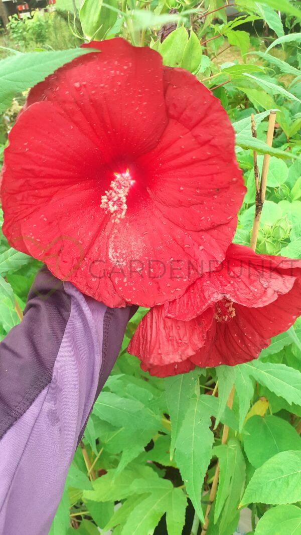 Hibiskus bagienny, bylinowy Summerific „Mars Madness” - Hibiscus moscheutos