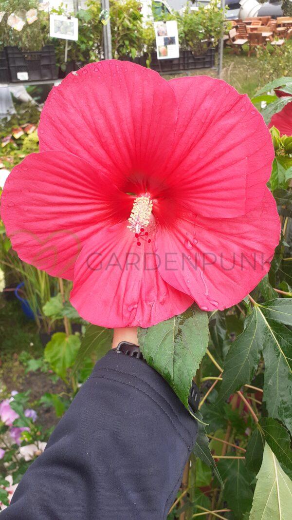 Hibiskus bagienny, bylinowy Summerific „Midnight Marvel” - Hibiscus moscheutos