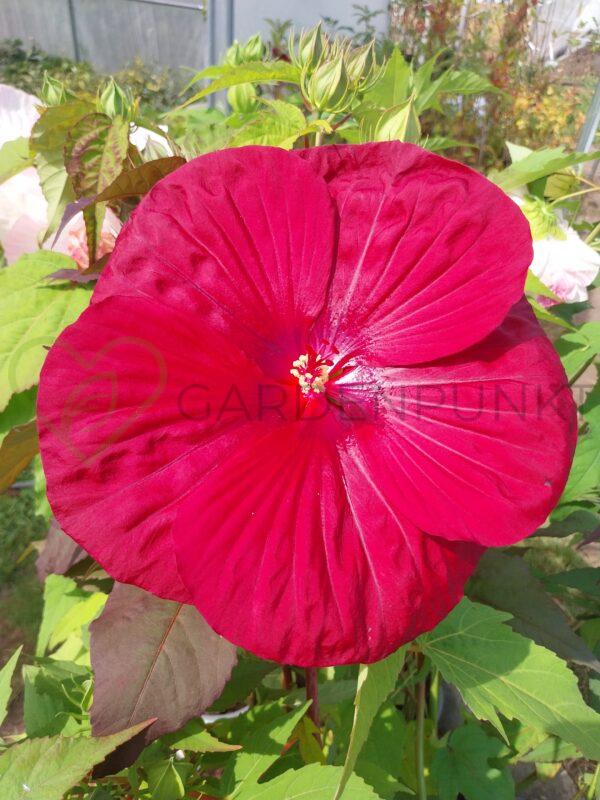 Hibiskus bagienny, bylinowy „Carousel Geant Red” - Hibiscus moscheutos