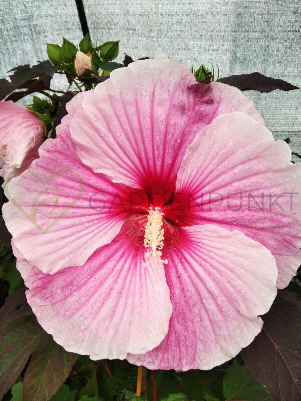 Hibiskus bagienny, bylinowy Summerific „Spinderella” - Hibiscus moscheutos