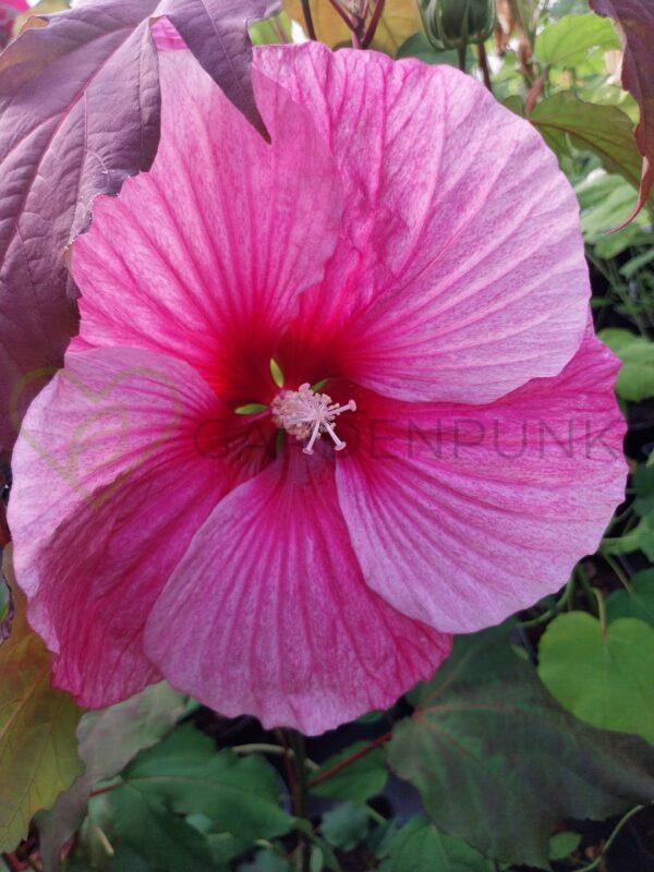 Hibiskus bagienny, bylinowy Summerific „Starry Starry Night” - Hibiscus moscheutos