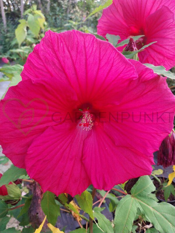 Hibiskus bagienny, bylinowy Summerific „Summer in Paradise” - Hibiscus moscheutos