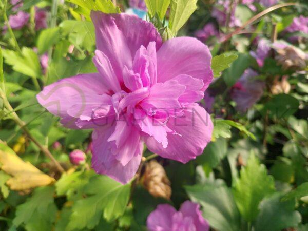 Hibiskus syryjski Ardens - Hibiscus syriacus