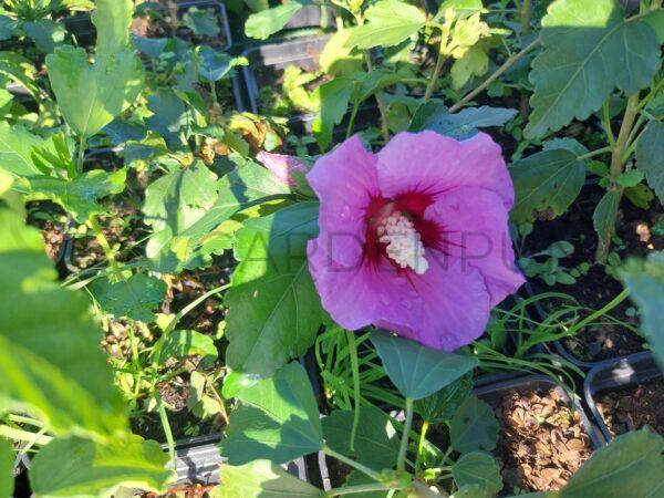 Hibiskus syryjski Blue Chiffon PBR - Hibiscus syriacus