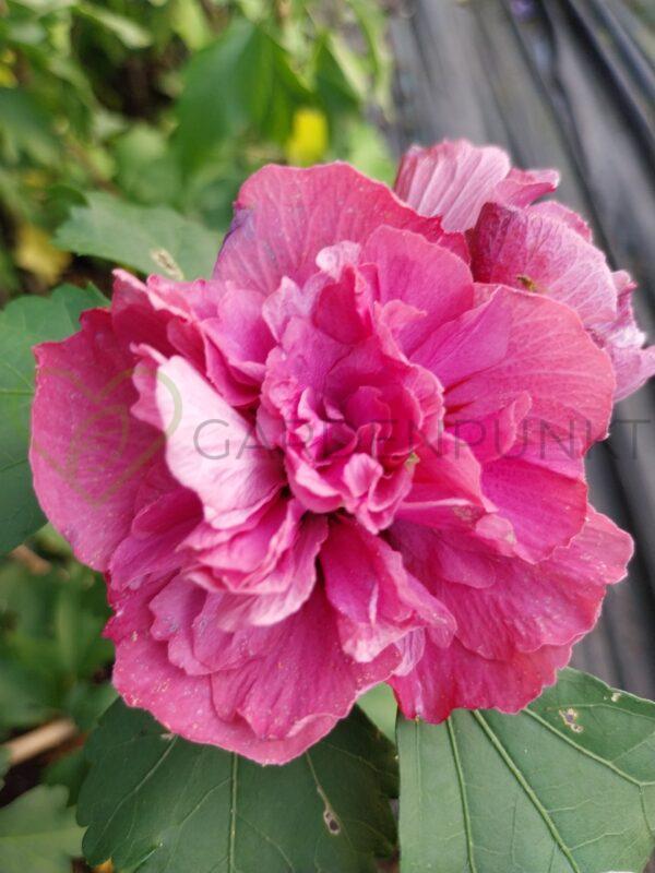 Hibiskus syryjski Duc de Brabant - Hibiscus syriacus