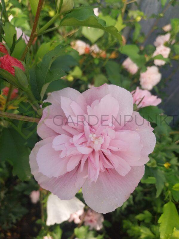 Hibiskus syryjski Lady Stanley - Hibiscus syriacus