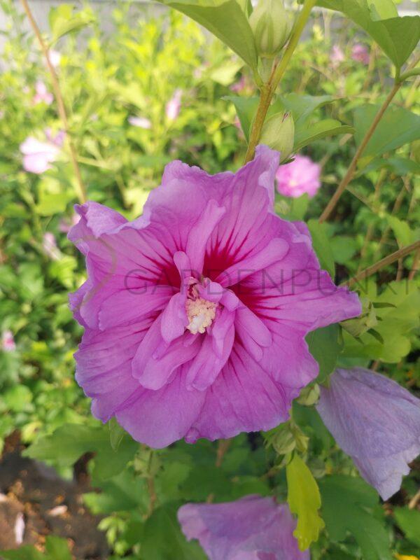 Hibiskus syryjski Lavender Chiffon PBR - Hibiscus syriacus
