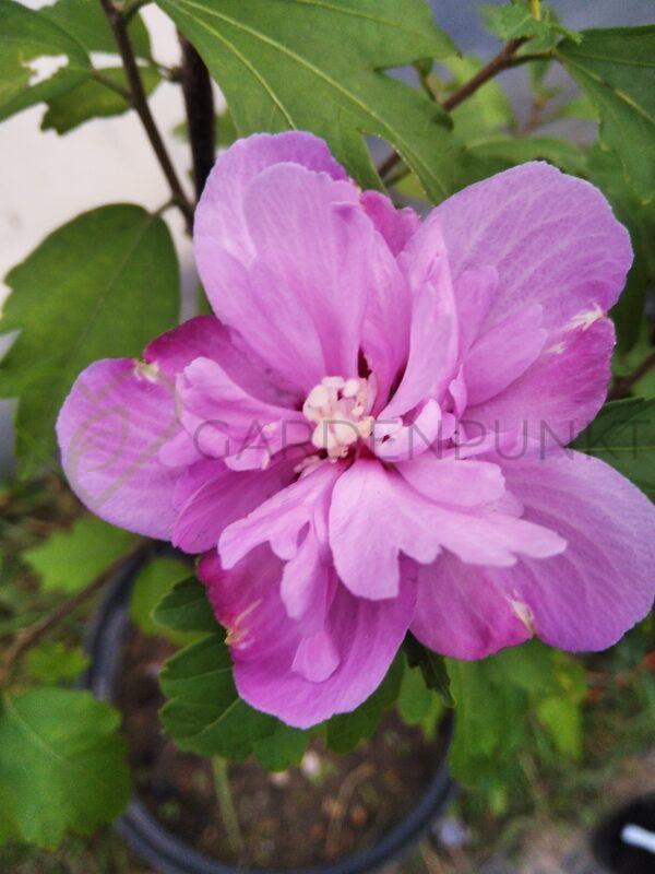 Hibiskus syryjski Maike - Hibiscus syriacus