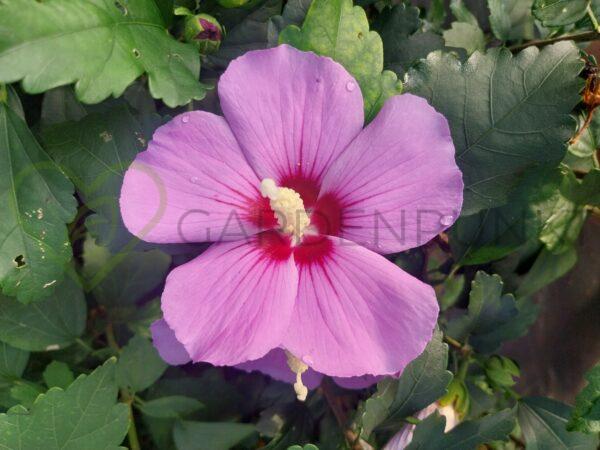 Hibiskus syryjski Mauve Queen - Hibiscus syriacus