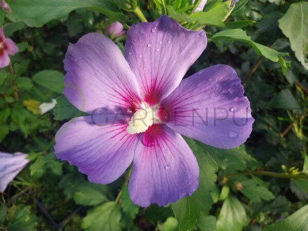 Hibiskus syryjski Oiseau Bleu - Hibiscus syriacus