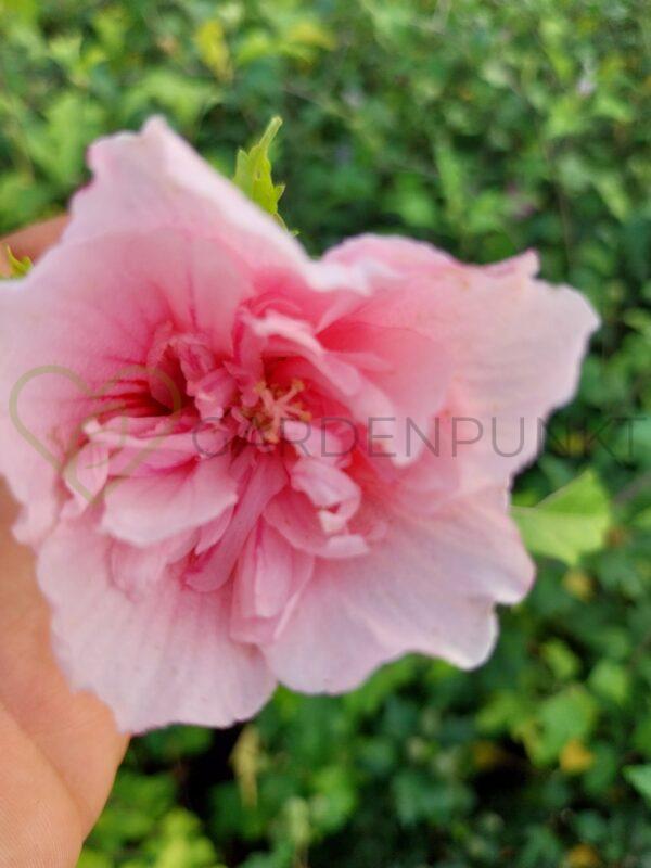 Hibiskus syryjski Pink Chiffon PBR - Hibiscus syriacus