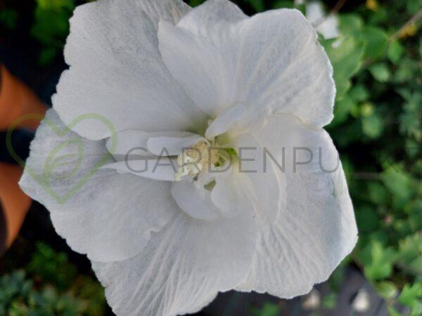 Hibiskus syryjski White Chiffon PBR - Hibiscus syriacus