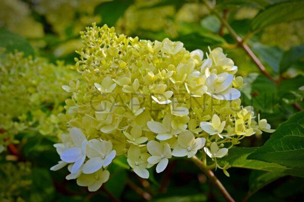 Hortensja bukietowa Candlelight PBR - Hydrangea paniculata